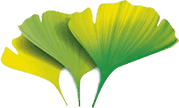 Ginkgo biloba - Hauptinhaltsstoff der ArtiZynt Kapseln