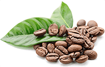 Cafeïne - activeert de ingrediënten van ArtiZynt capsules